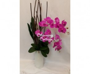 juz orchids